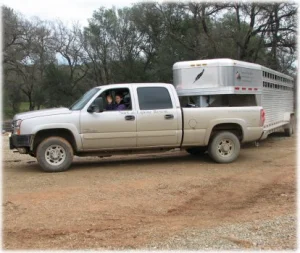 horse rescue