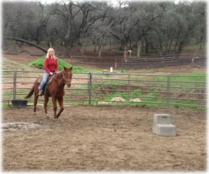 horse rescue