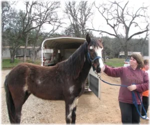 horse rescue