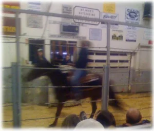 horse rescue