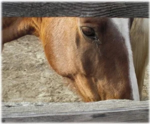 horse rescue