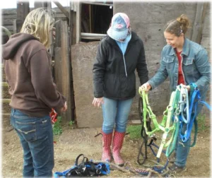 horse rescue