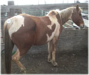 horse rescue