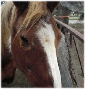 horse rescue