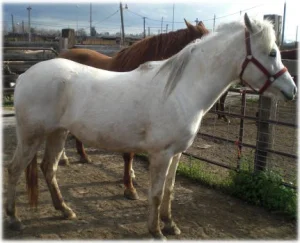 horse rescue