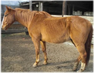horse rescue