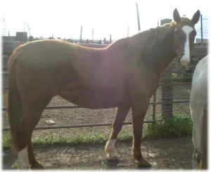 horse rescue