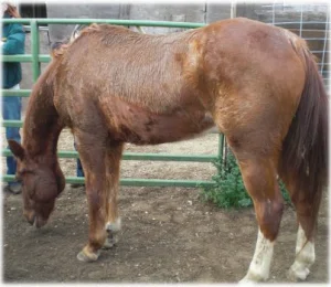 horse rescue