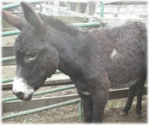 horse rescue