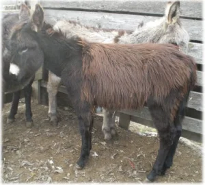 horse rescue