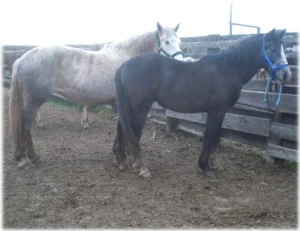horse rescue