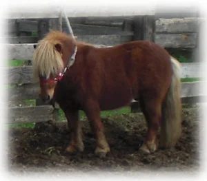 horse rescue