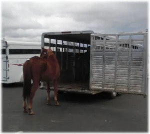horse rescue