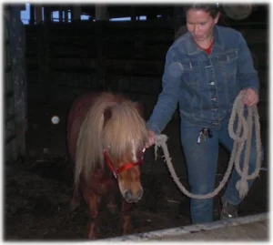 horse rescue