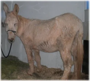 horse rescue