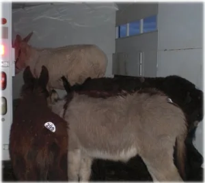 horse rescue