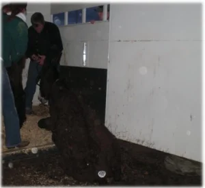 horse rescue