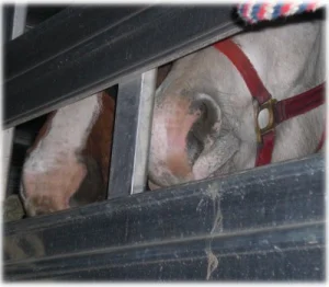 horse rescue