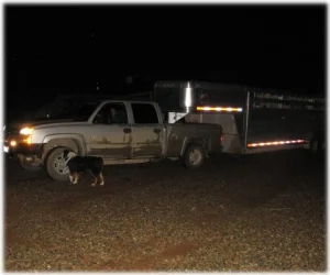 horse rescue