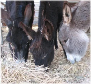 horse rescue