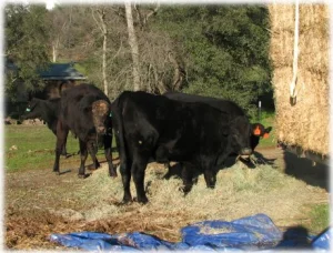 horse rescue
