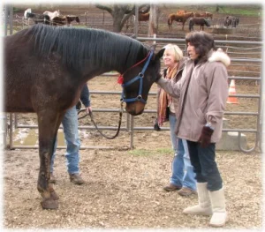 horse rescue