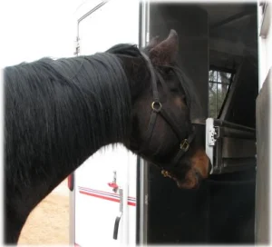 horse rescue