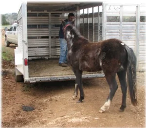 horse rescue