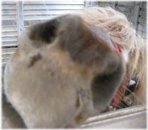 horse rescue