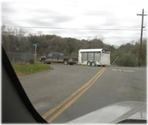 horse rescue