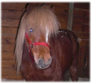 horse rescue