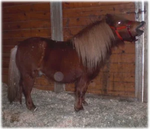 horse rescue