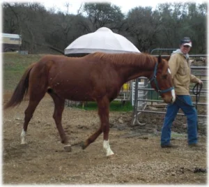 horse rescue