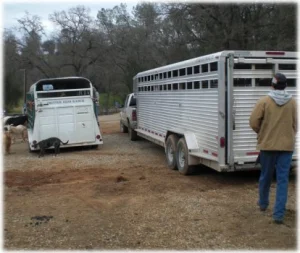 horse rescue