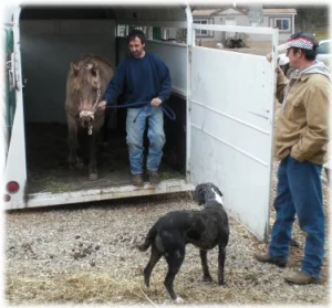 horse rescue
