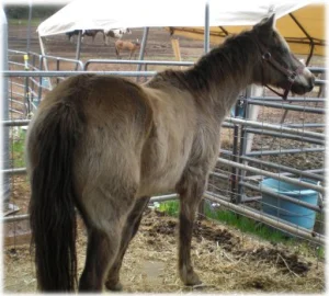 horse rescue