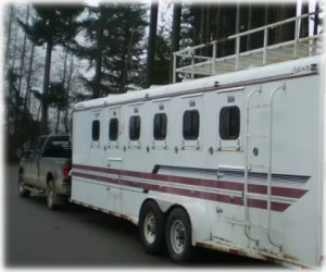 horse rescue