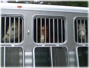 horse rescue