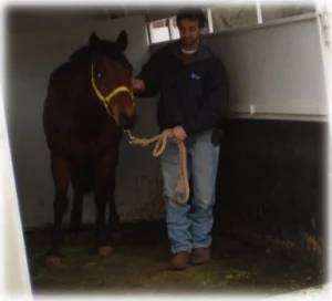 horse rescue