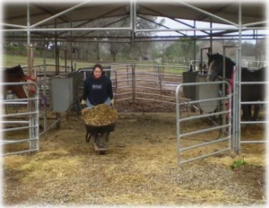 horse rescue