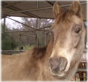 horse rescue