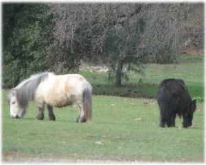 horse rescue