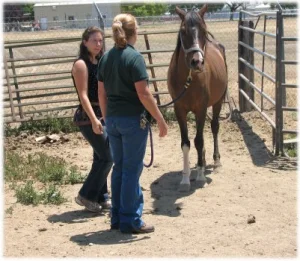 horse rescue