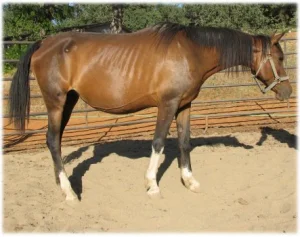 horse rescue