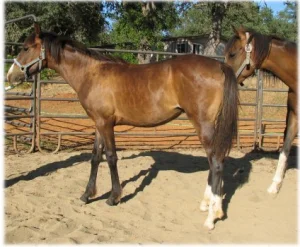 horse rescue