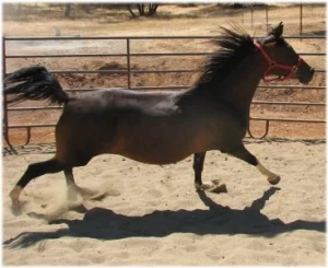 horse rescue