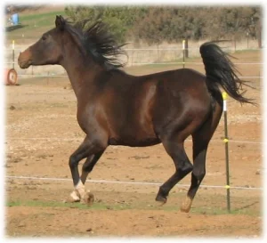 horse rescue