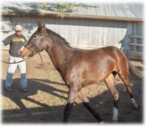 horse rescue