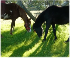 horse rescue