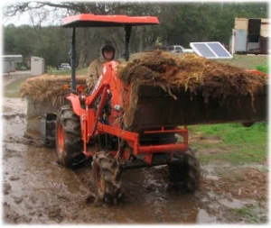 horse rescue